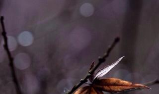 语默动静体自然 语默动静体自然